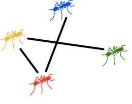Ants give new evidence for interaction networks