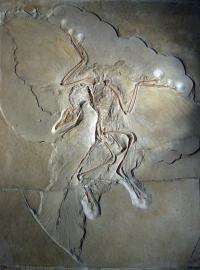 Archaeopteryx was first bird after all
