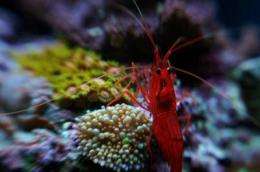 Captive breeding could transform the saltwater aquarium trade and save coral reefs