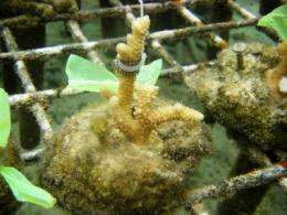 Chemical warfare on the reef: How certain seaweed species harm corals