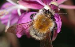 Citizen scientists help reveal bumblebee decline