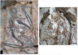 Early cretaceous birds with crops found in China