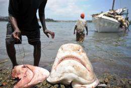 File photo shows a fisherman attempting to retreive his hooks from the mouths of two sharks