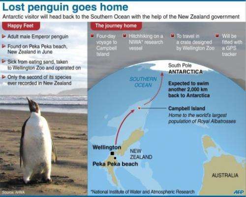 Graphic on the planned journey to return a lost emperor penguin back to the wild.