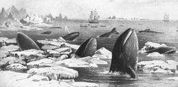 Gray whales likely survived the Ice Ages by changing their diets