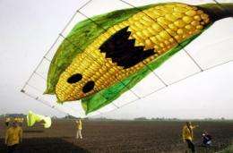Greenpeace activists fly a kite displaying a giant corn cob on an acre in Seelow, eastern Germany