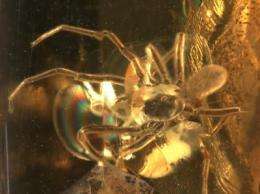 Hi-tech scans catch prehistoric mite hitching ride on spider