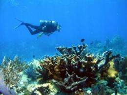 Human sewage kills imperiled coral: study 