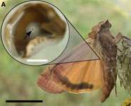 Moth ears are activated by movement the size of an atom