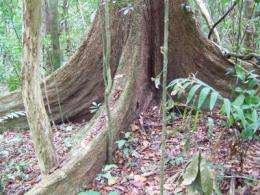 Increased tropical forest growth could release carbon from the soil
