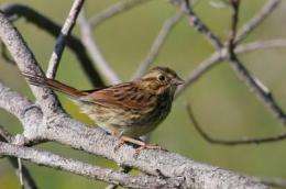 It's no sweat for salt marsh sparrows to beat the heat if they have a larger bill