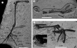 New material of Early Cretaceous ornithurine bird Gansus supporting it’s a volant and diving bird