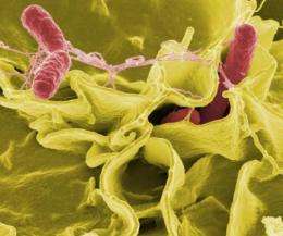 New salmonella-based 'clean vaccines' aid the fight against infectious disease