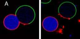 New technique sheds light on the mysterious process of cell division