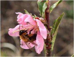 Pollinators make critical contribution to healthy diets