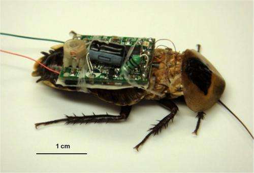 Researchers hope to use bugged bugs for search and rescue