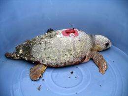 Two studies map pollutant threats to turtles