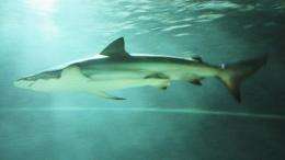 Scientists can track origin of shark fins using 'zip codes' in their DNA