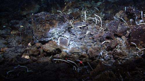 Scientists discover chemosynthetic shrimp, tubeworms together for first time at hydrothermal vent