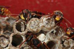Scientists studying wasps discover being social is better for fighting disease.