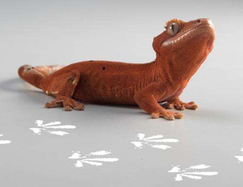 Scientists trace gecko footprint, find clue to glue