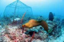 Study in underwater laboratory may help manage seaweed-eating fish that protect coral