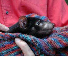 Tasmanian devil's genome sequenced