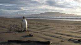 The emperor penguin that washed up lost on a New Zealand beach