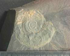 Welsh mudstones reveal ancient sponge ecosystem