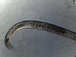 Worms can evolve to survive intersex populations