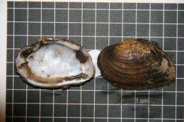 Researchers discover freshwater mussel species thought to be extinct