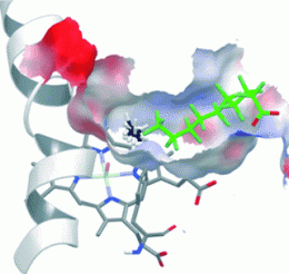 Tuned enzymes: Extra guest molecule in an enzyme's binding pocket enables methane oxidation