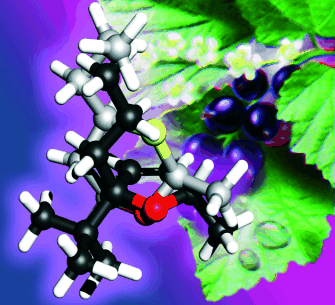 A hint of blackcurrant: Olfactory properties and gas-phase structures of Cassyrane stereoisomers