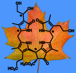 Colorful leaves: New chlorophyll decomposition product found in Norway maple