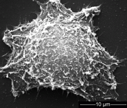 New pretreatment process delivers biocompatible, stable gold nanorods for tumor treatment