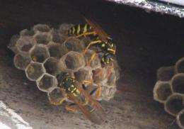Scientists find a new species of fungus -- in a wasp nest