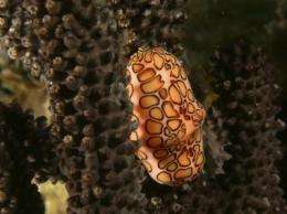 Researchers complete mollusk evolutionary tree