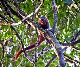 Scientists discover new monkey species in Amazon
