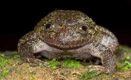 Scientists discover 12 new frog species in India (AP)