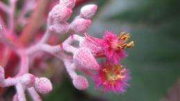 Petenaeaceae - a new family of flowering plants