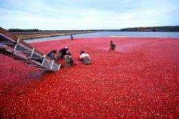 Giving thanks: Rutgers works to build a better cranberry