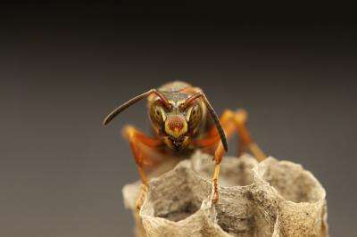 Like humans, the paper wasp has a special talent for learning faces