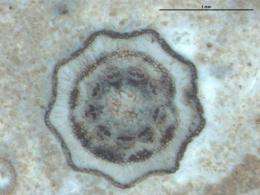 Newly discovered plant fossil reveals more than age 