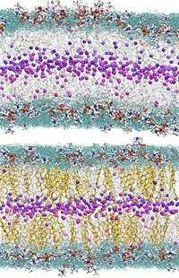 Closer look at cell membrane shows cholesterol 'Keeping order'
