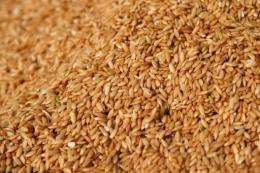 Scientists at a Chinese university said Monday they can use rice to make albumin, a protein found in human blood