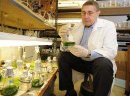 Scientists genetically increase algae biomass by more than 50 percent