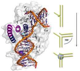 Study suggests enzyme crucial to DNA replication may provide potent anti-cancer drug target