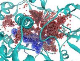 Supercomputer reveals new details behind drug-processing protein model