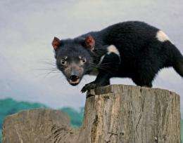 Tasmanian Devils were declared endangered in 2009 after contagious cancer began sweeping through the population