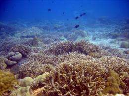 Wildlife Conservation Society study uncovers a predictable sequence toward coral reef collapse